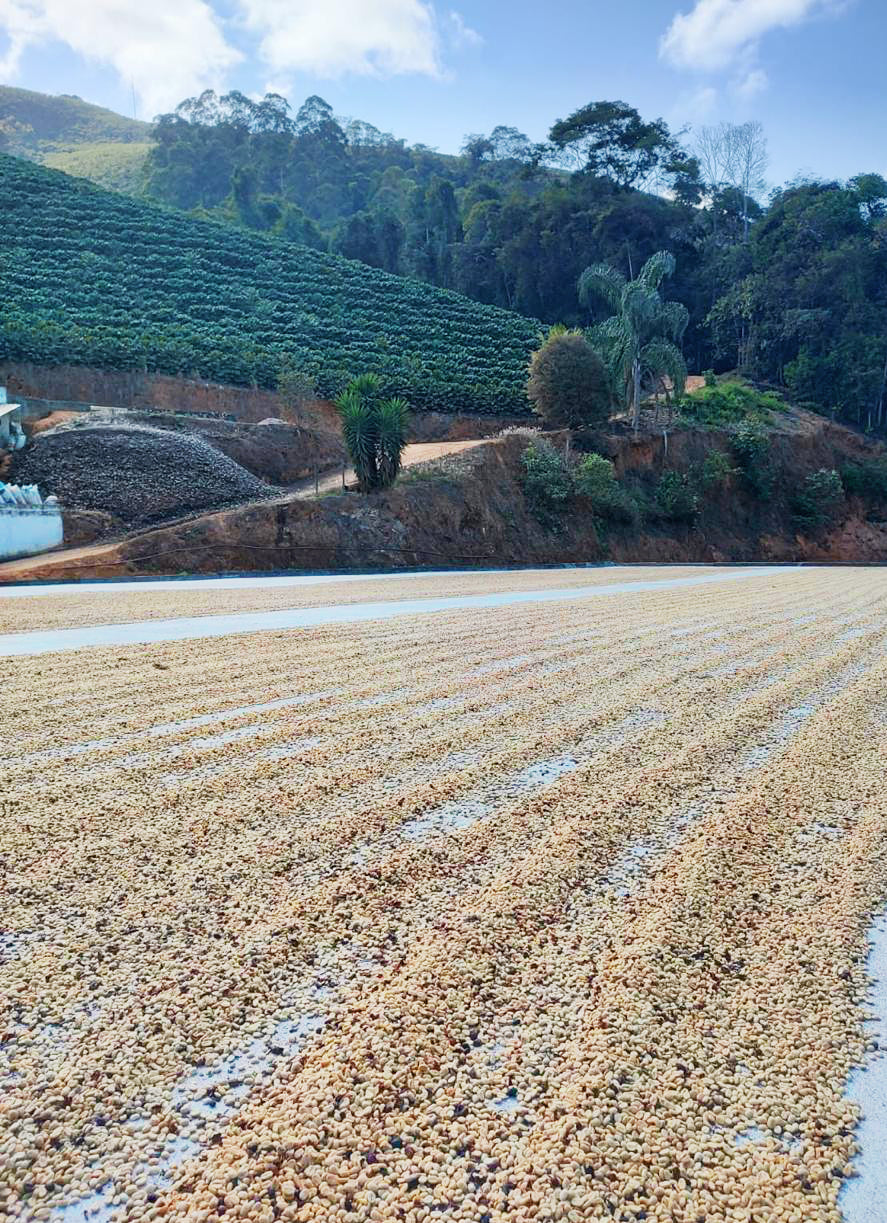 Simonésia: Catucaí Honey