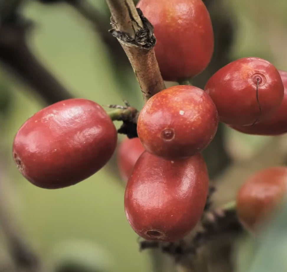 Chiroso Natural Huila