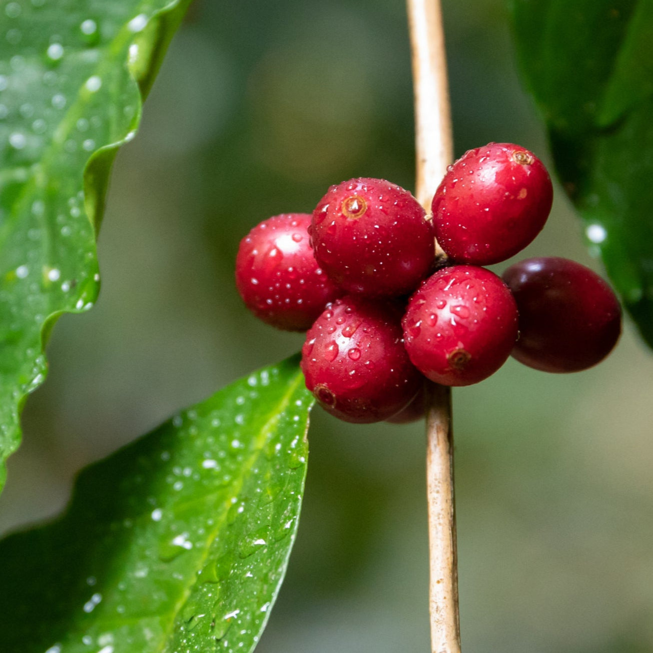 Bourbón Rojo Natural Huila