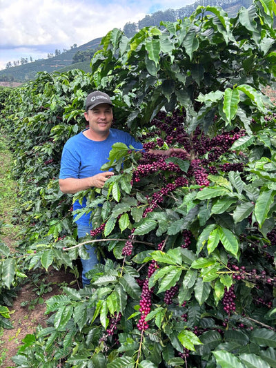 Simonésia: Catucaí Honey