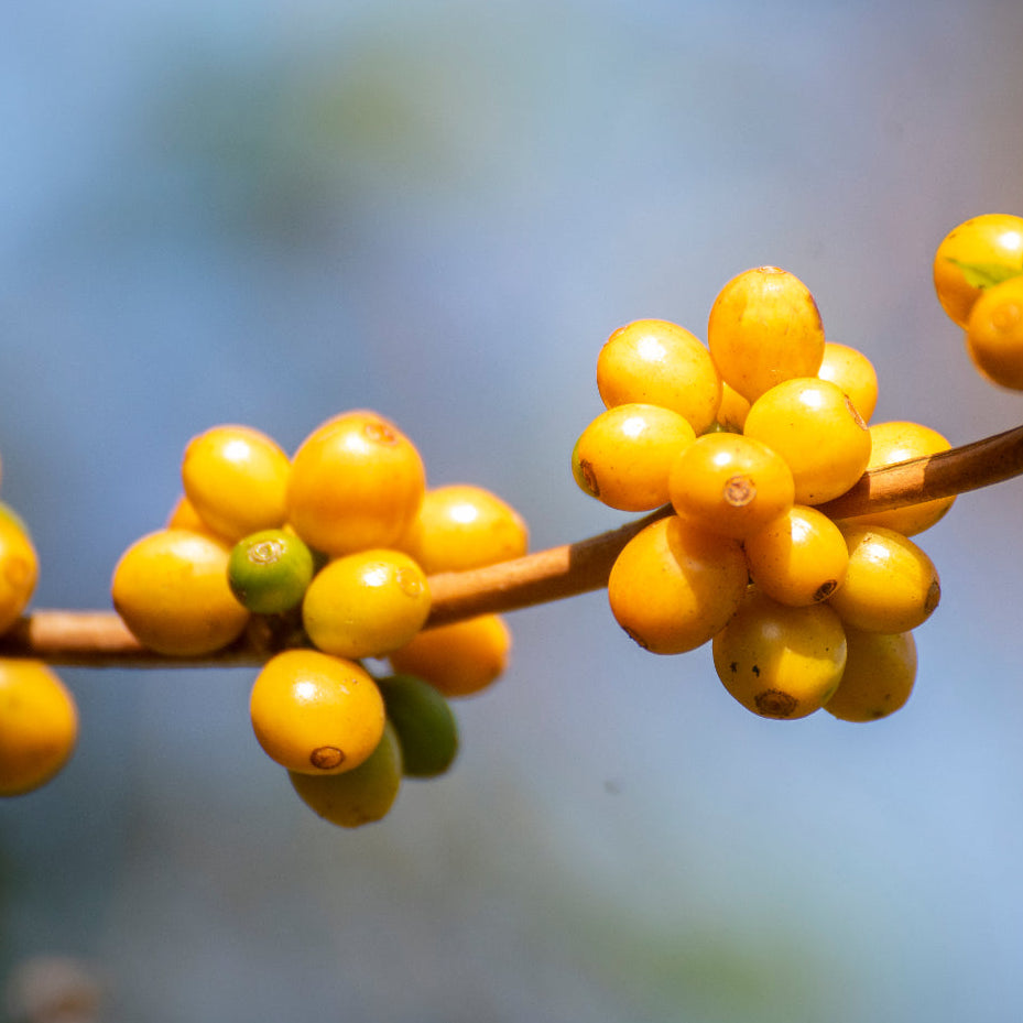 Bourbón Amarillo Fermentado