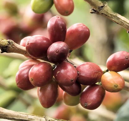 Chiroso Natural Huila